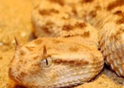 Coagu.coli – using recombinant snake venom to treat traumatic hemorrhage