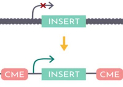 Snip Equip Flip – How to fix medical deficiencies at the gene level with help from CRISPR