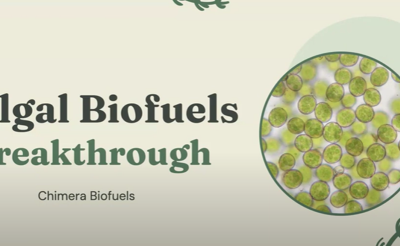Biofuels – the use of naphthenic acid degrading algae to convert environmental toxins